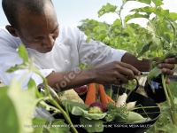 5_star_hotel_shanti_maurice_vegetable_garden.jpg