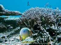 Filename=ile_des_deux_cocos_villa_mauritius_under_sea_view.jpg
Filesize=273KiB
Dimensions=800x600
Date added=Jan 29, 2009 ile_des_deux_cocos_villa_mauritius_under_sea_view.jpg