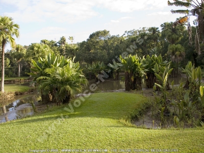 botanical garden curepipe lake mauritius

