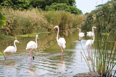 flamant rose casela bird mauritius

