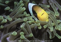 Filename=clown_fish_in_mauritius_lagoon.jpg
Filesize=201KiB
Dimensions=800x553
Date added=Jun 19, 2008 clown_fish_in_mauritius_lagoon.jpg