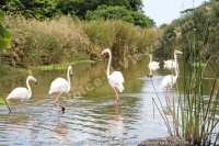 Filename=flamant_rose_casela_bird_mauritius.jpg
Filesize=216KiB
Dimensions=800x532
Date added=Jun 19, 2008 flamant_rose_casela_bird_mauritius.jpg