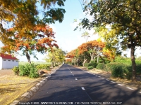 Filename=flamboyant_trees_mauritius.jpg
Filesize=245KiB
Dimensions=800x600
Date added=Jun 19, 2008 flamboyant_trees_mauritius.jpg
