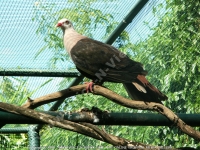Filename=pink__pigeon_mauritius.jpg
Filesize=219KiB
Dimensions=800x600
Date added=Jun 19, 2008 pink__pigeon_mauritius.jpg