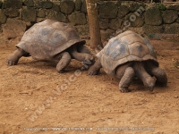 Filename=turtle.jpg
Filesize=195KiB
Dimensions=800x600
Date added=Jul 24, 2008 turtle.jpg
