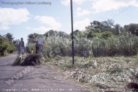 Filename=man_at_work_in_sugar_cane_field_beig_helped_by_children.jpg
Filesize=117KiB
Dimensions=640x429
Date added=Mar 10, 2010 man_at_work_in_sugar_cane_field_beig_helped_by_children.jpg