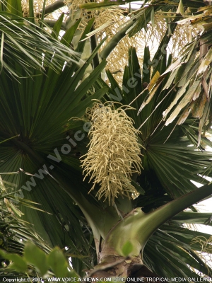 corypha umbraculifera pamplemousses botanical garden also known as talipot
The Talipot Palm has not only a unique living pattern but also many unique features. Since ancient times for instance, its young leaves have been used as paper. As a matter of fact, a large part of the original Buddhist scripture was recorded on Talipot Palm leaves. 
