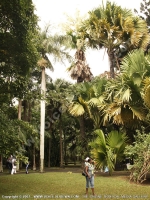 Filename=corypha_umbraculifera_also_known_as_talipot_at_pamplemousses_botanical_garden_and_visitors_view.jpg
Filesize=227KiB
Dimensions=600x800
Date added=Jul 08, 2008 corypha_umbraculifera_also_known_as_talipot_at_pamplemousses_botanical_garden_and_visitors_view.jpg