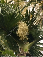 Filename=corypha_umbraculifera_pamplemousses_botanical_garden_also_known_as_talipot.jpg
Filesize=188KiB
Dimensions=600x800
Date added=Jul 08, 2008 corypha_umbraculifera_pamplemousses_botanical_garden_also_known_as_talipot.jpg