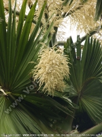 corypha_umbraculifera_pamplemousses_botanical_garden_general_view_also_known_as_talipot.jpg