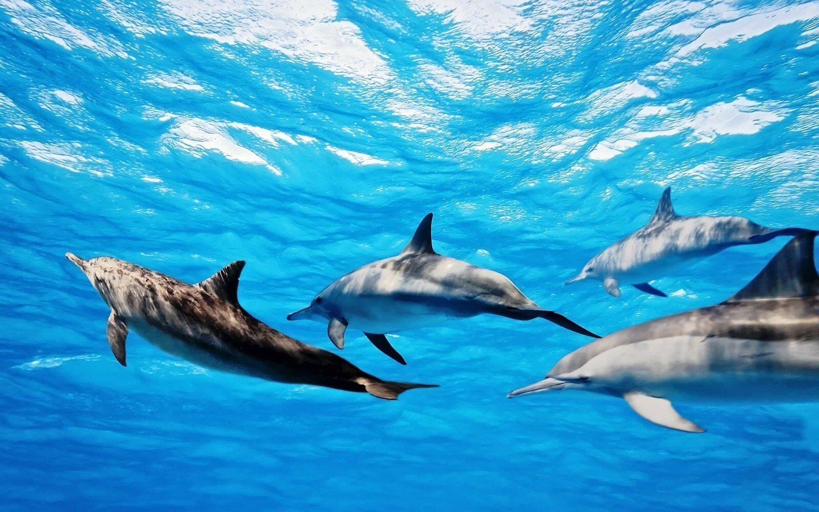 Watch Dolphins from the safety of the boat, or swim while maintaining a safe distance from the dolphins. A unique dolphin experience