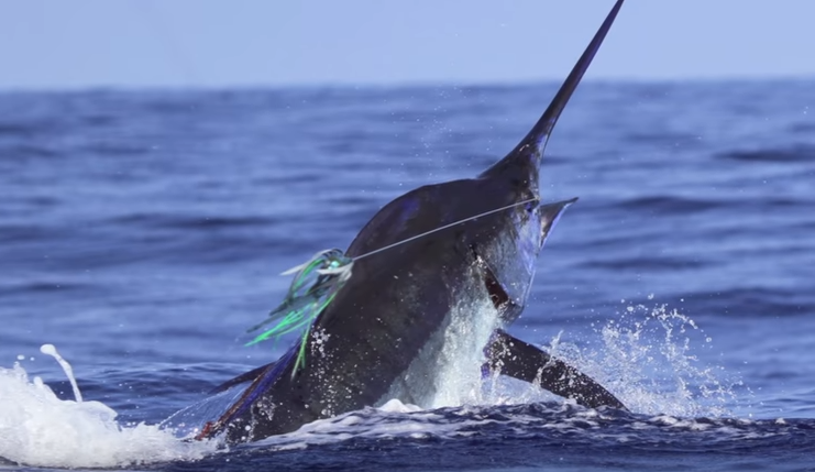 Blue Marlin Catch February Deepsea Fishing