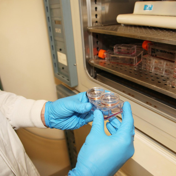 Mammalian Cell Culture