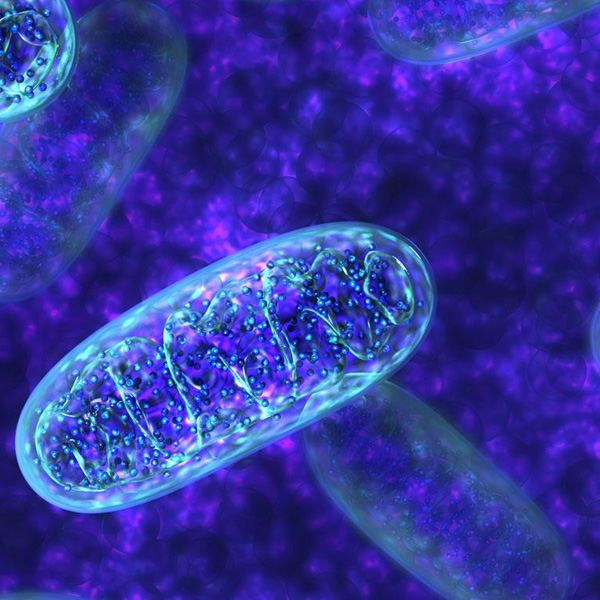 Mitochondrial Function Studies